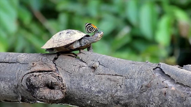 A Butterfly collects salt from a Yellow-spotted Amazon River Turtle (Podocnemis unifilis) basking on a log in the Peruvian Amazon