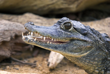 Obraz premium Caiman crocodylus / Caïman à lunettes