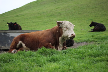 Large bull laying in the grass by a water trough 