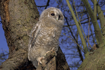 Strix aluco / Chouette hulotte