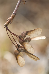 Acer pseudoplatanus / Erable Sycomore