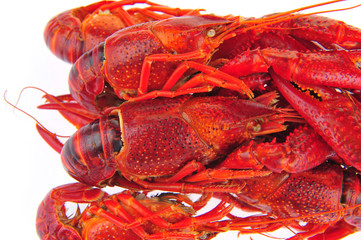 Lobster on a white background