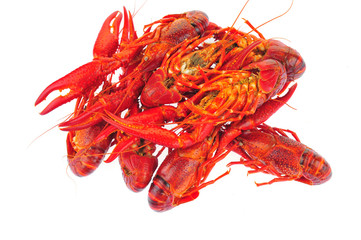 Lobster on a white background