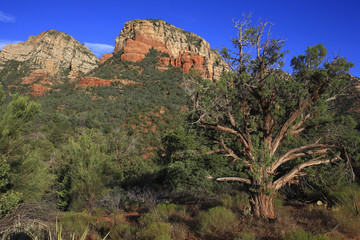 Juniperus osteosperma / Genevrier de l'Utah / USA