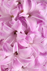 Lilac hyacinth flower close up as background