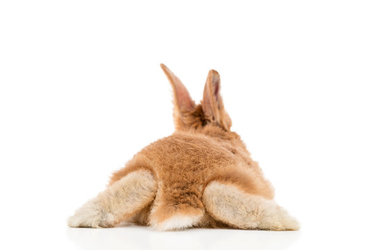 Small red rabbit lying on his stomach apart legs to the side, rear view, isolated on white background