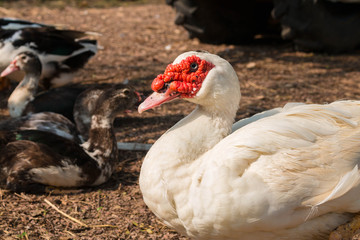 Ducks farm close up.