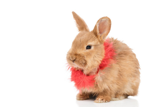 Portrait of a beautiful redhead rabbit with a red feather scarf, isolated on white background