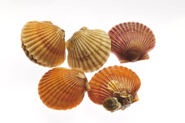 scallop