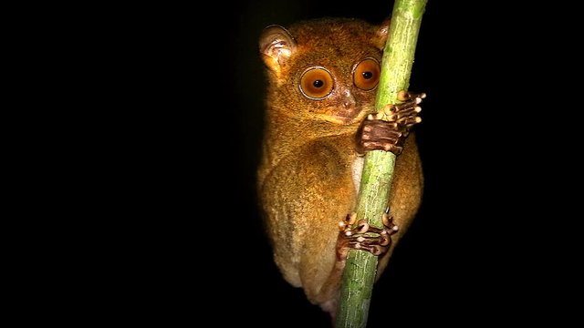 Endangered Western or Horsfield's Tarsier (Cephalopachus bancanus) (one of world's smallest primates) looks around at night in jungles of Borneo. They are nocturnal & use large eyes to hunt for prey.