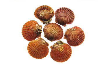 scallop