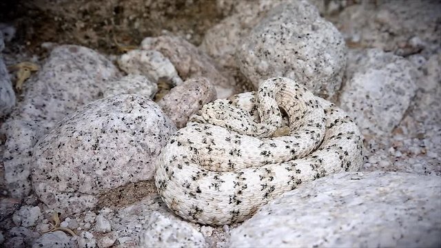 A rattlesnake flicks its tongue and retreats. The WHITE Southwestern Speckled Rattlesnake (Crotalus mitchelli pyrrus) exists only in a single mountain range. Amazingly camouflaged in the white granite