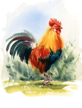 Watercolor Farm Bird Rooster Hand Painted Illustration 