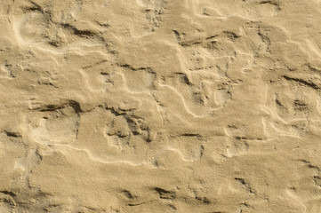 sandy background sea coast. 