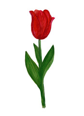 Red tulip watercolor