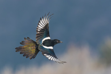 The flying in the sun in winter/Eurasian Magpie