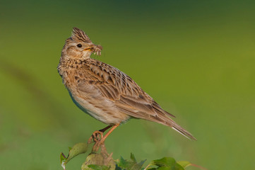 Sky Lark/in the morning sun
