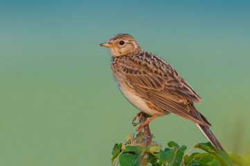 Sky Lark/in the morning sun
