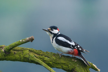 Great Spotted Woodpecker / Spring time at sunrise