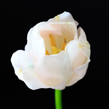 Fototapeta White tulip on a black background