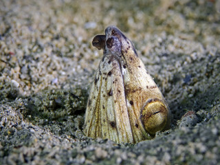 Black-finned snake eel (Ophichthus melanochir)