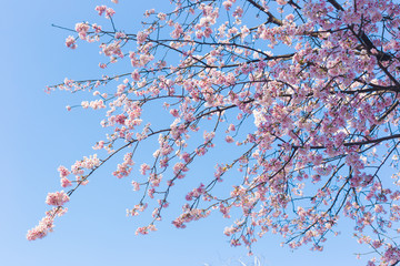 cherry blossoms in japan