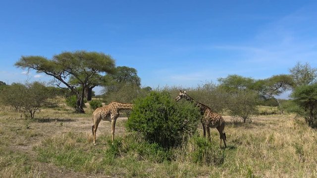 Пара африканских жирафов. Увлекательное сафари-путешествие по африканской саванне. Танзания.