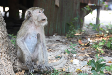 Wild Monkey Portrait