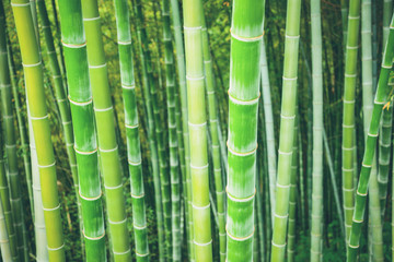 Green bamboo stalks natural background