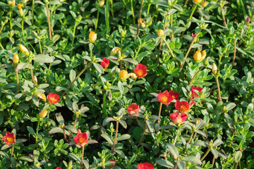 Red and Yellow of Common Purslane flowers