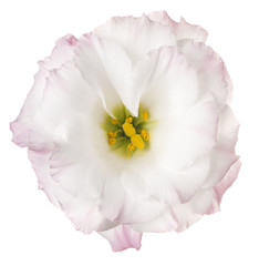 Fototapeta na wymiar eustoma flower isolated