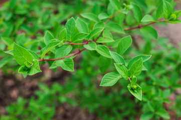 hydrangea paniculata in summer garden