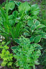 Hylotelephium spectabile (Sedum) planted with hosta, daylily and other perennials in summer garden