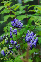 Obraz premium Monkshood (Aconitum autumnale) blue and white flowers closeup in summer garden.