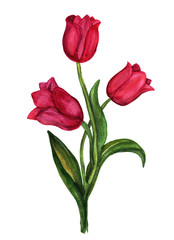 Red tulips watercolor bouquet.