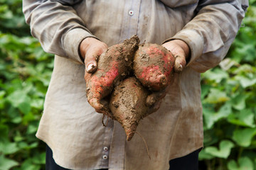 Farmer holding sweet potato at organic farm