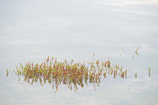 Marine algae of the Hormosira genus protruding out of the water's surface