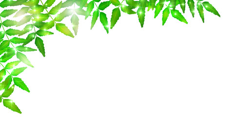 新緑　葉　緑　背景 