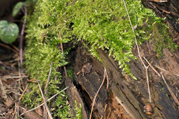 moss at the log and tree