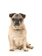 Cute sitting senior pug facing the camera on a white background