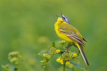Yellow Wagtail/Spring