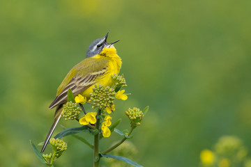 Yellow Wagtail/singing on a spring meadow