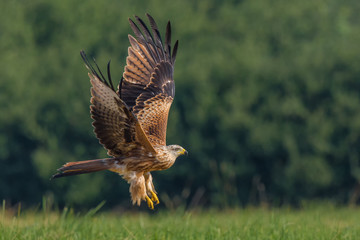 Red Kite/flight over the meadow