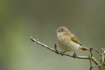 Common Chiffchaff/on a twig