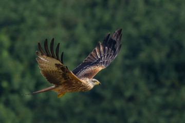 Red Kite/flight over the meadow