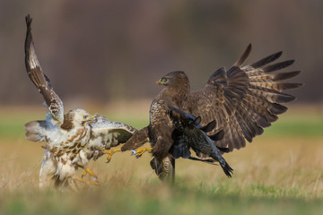 Fight in the meadow/Common Buzzard