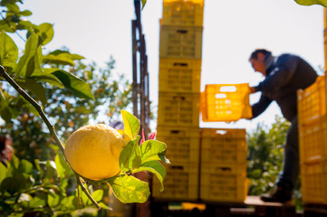 Closeup view of lemons on tree and pickers at work in the background - 141836528