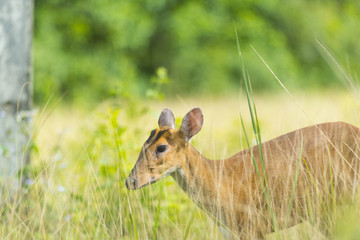 Muntiacus muntjak or fea's barking deer or so called fea's muntjac with flowers in background, Khao Yai National Park