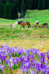 Violet crocuses on the green meadow with horse