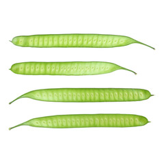 green lead tree or horse tamarind isolated on white